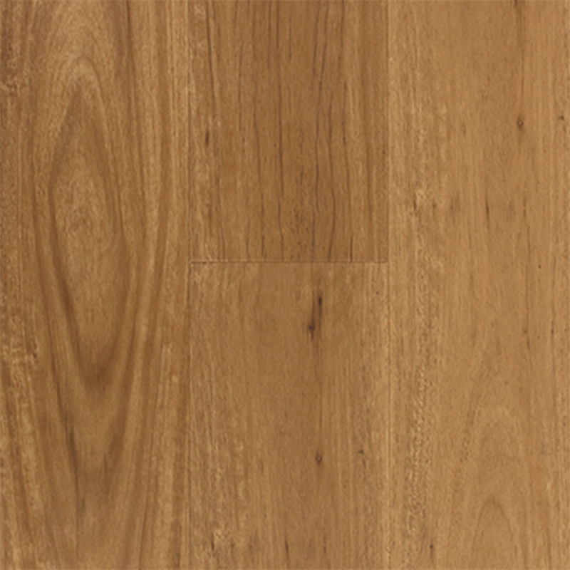Coastal Blackbutt