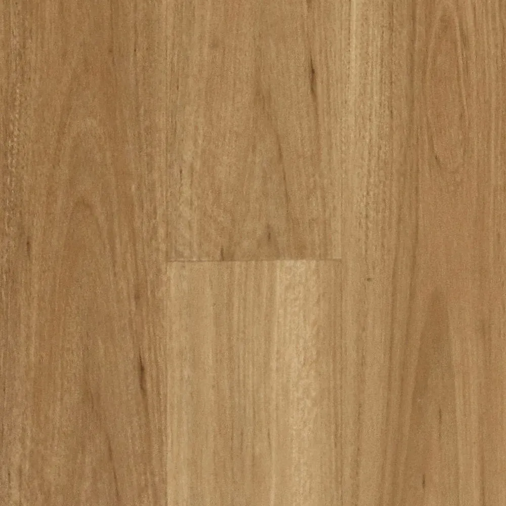Blackbutt