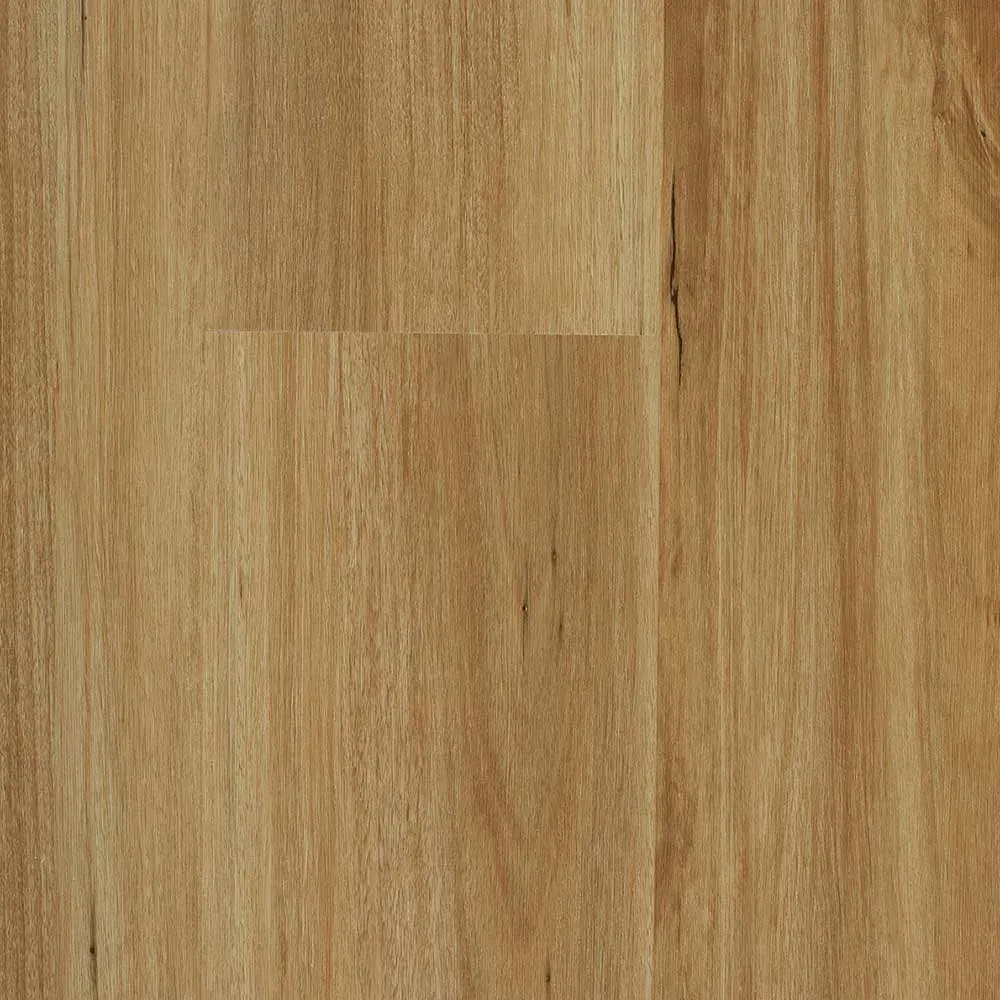 Blackbutt