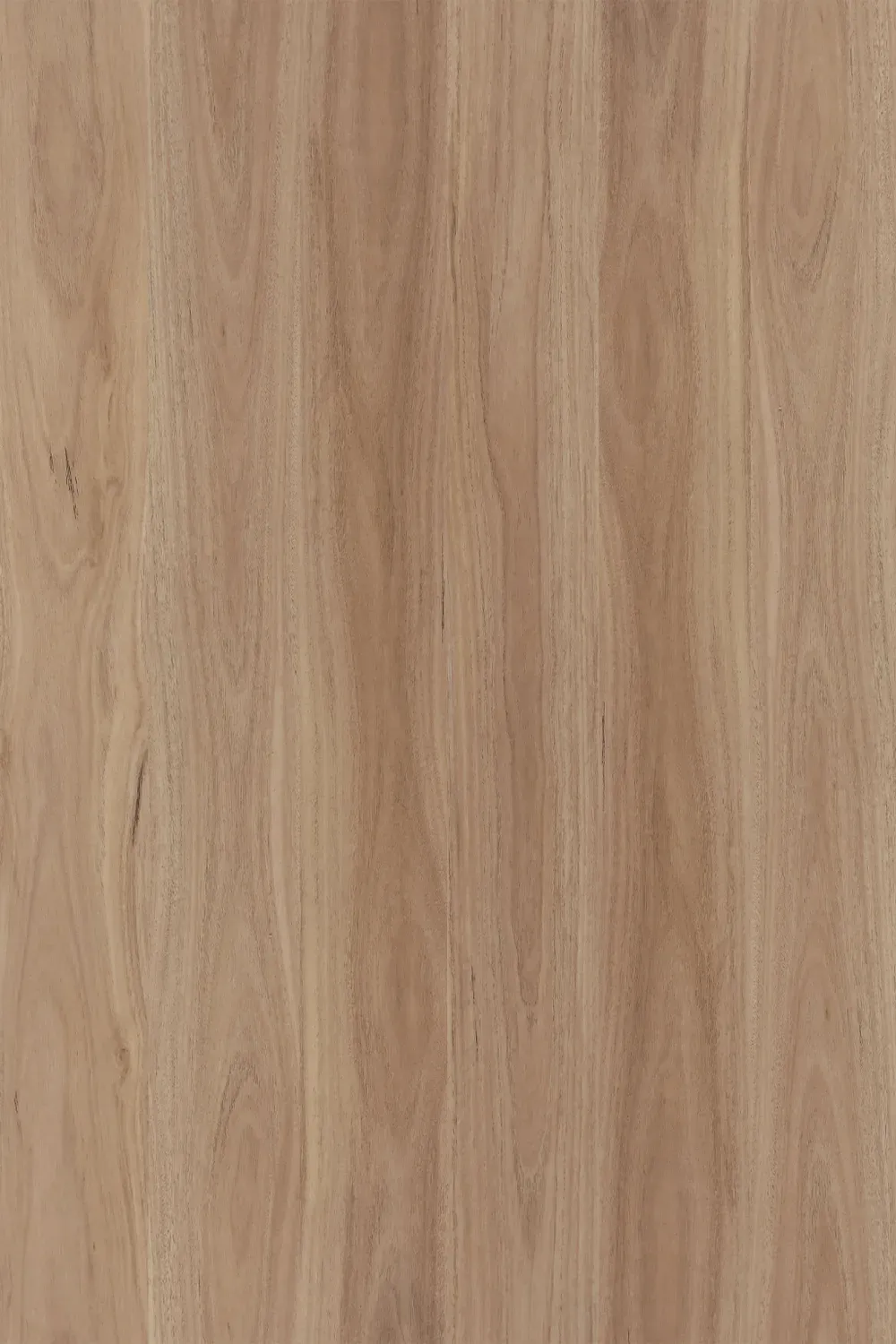 Blackbutt