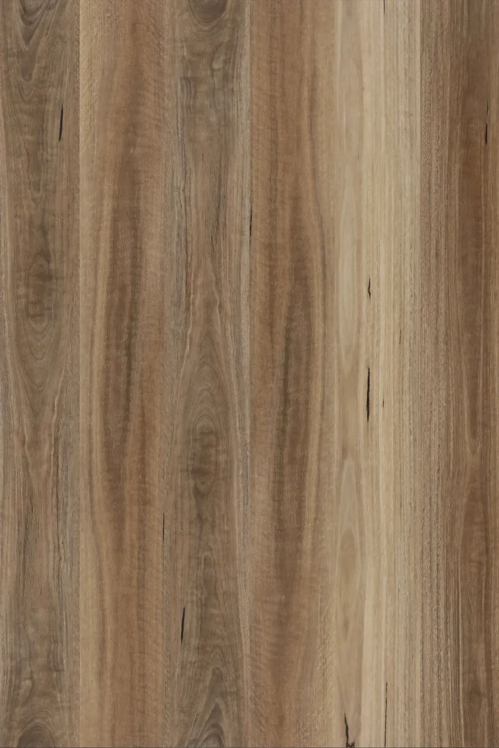 Spotted Gum