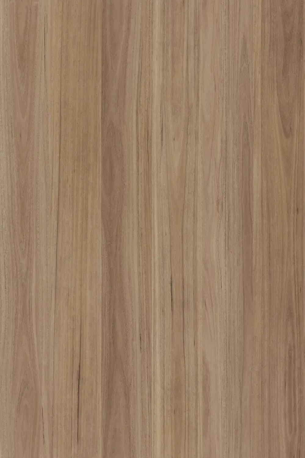 Blackbutt