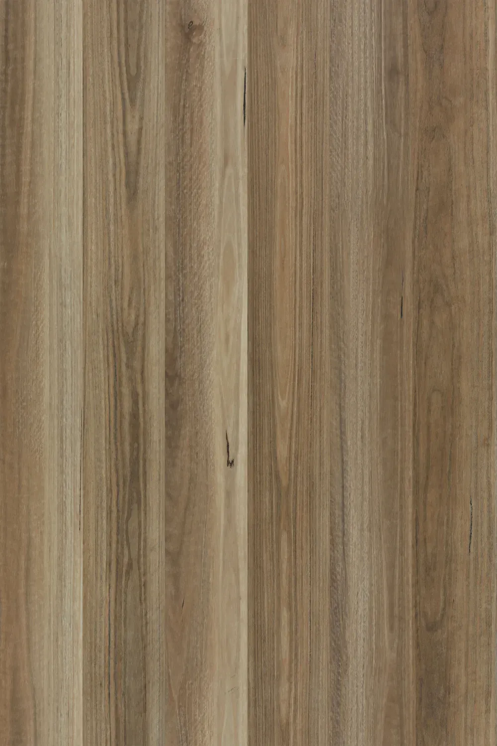 Spotted Gum