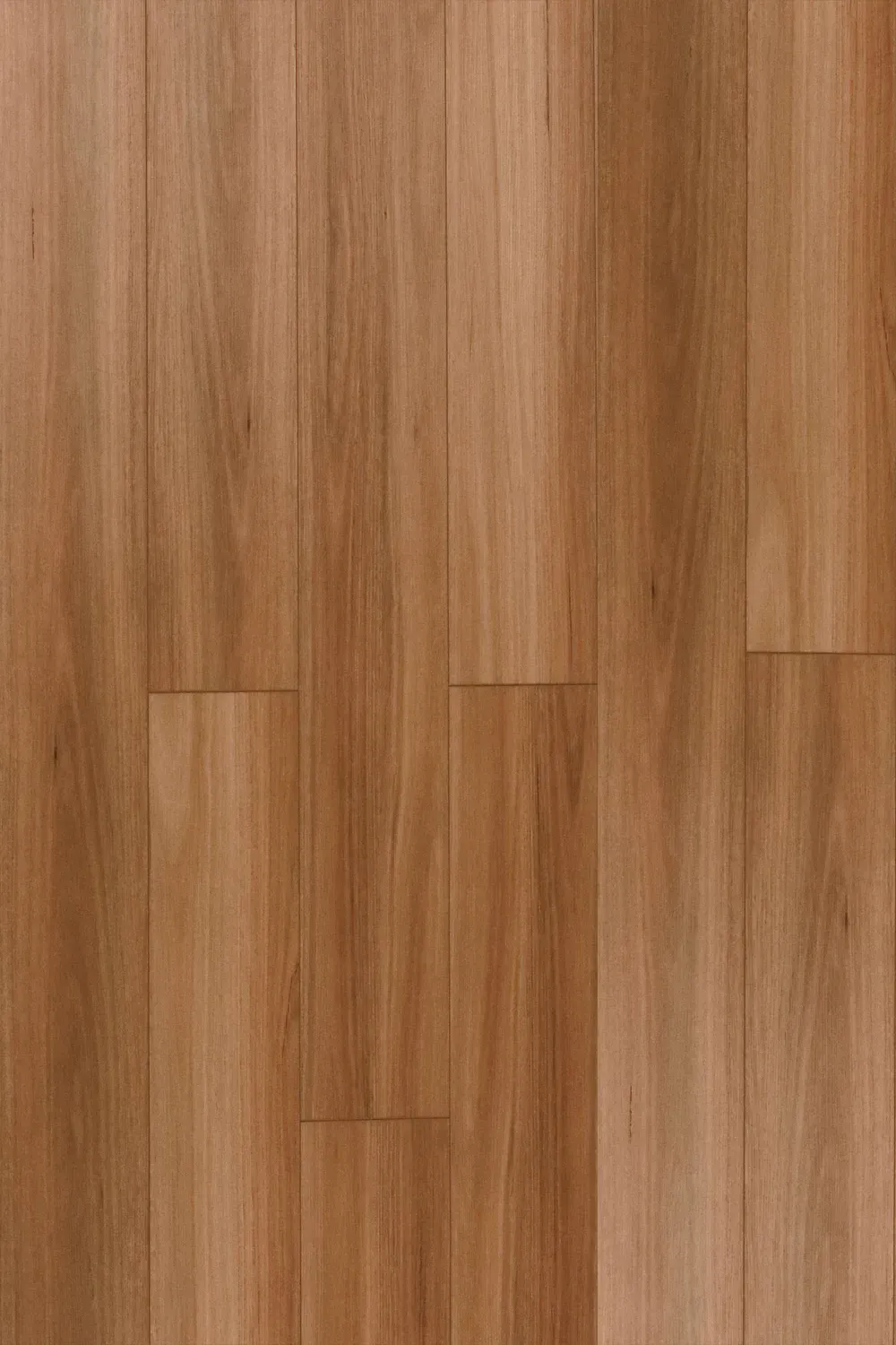 Coastal Blackbutt