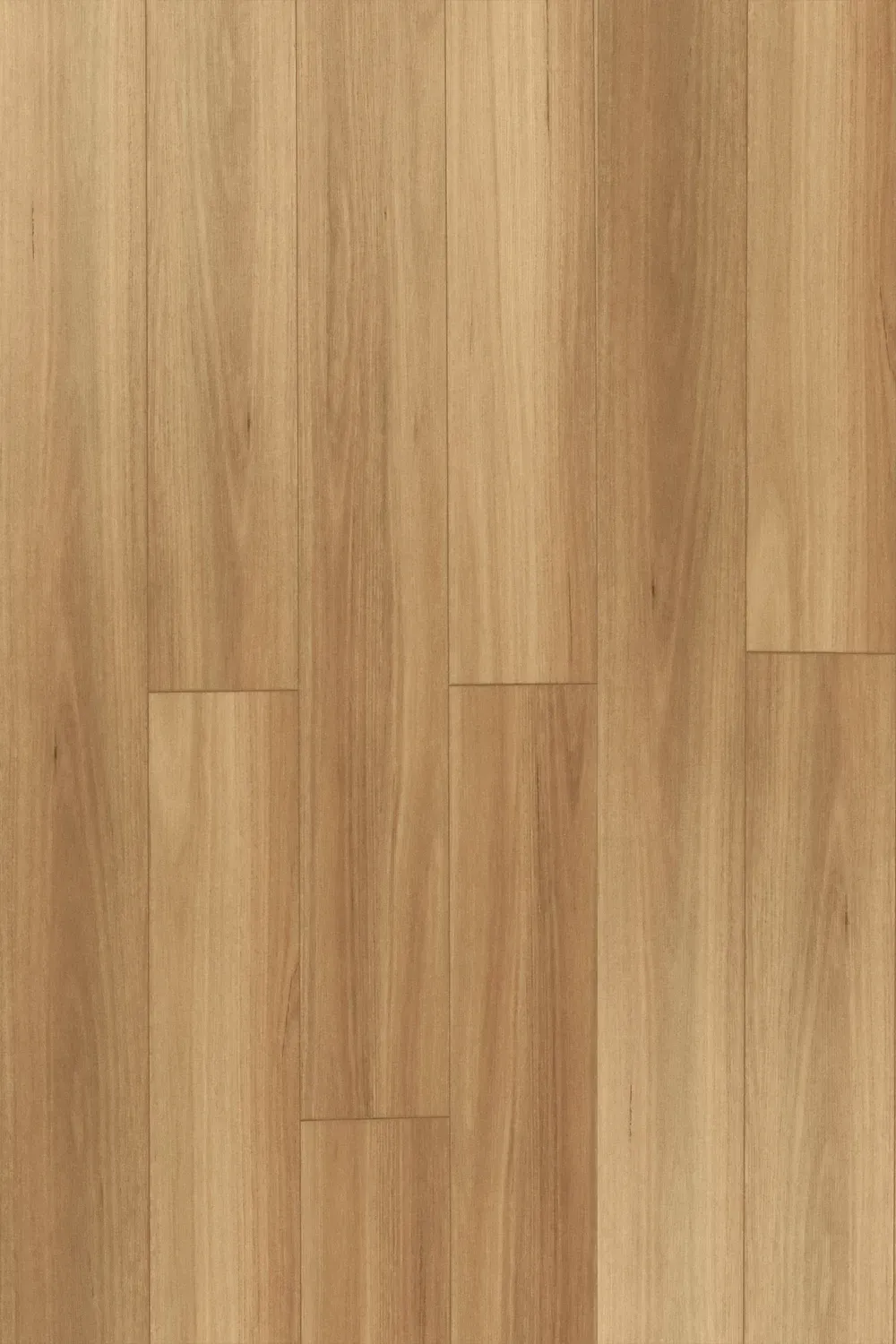 New England Blackbutt