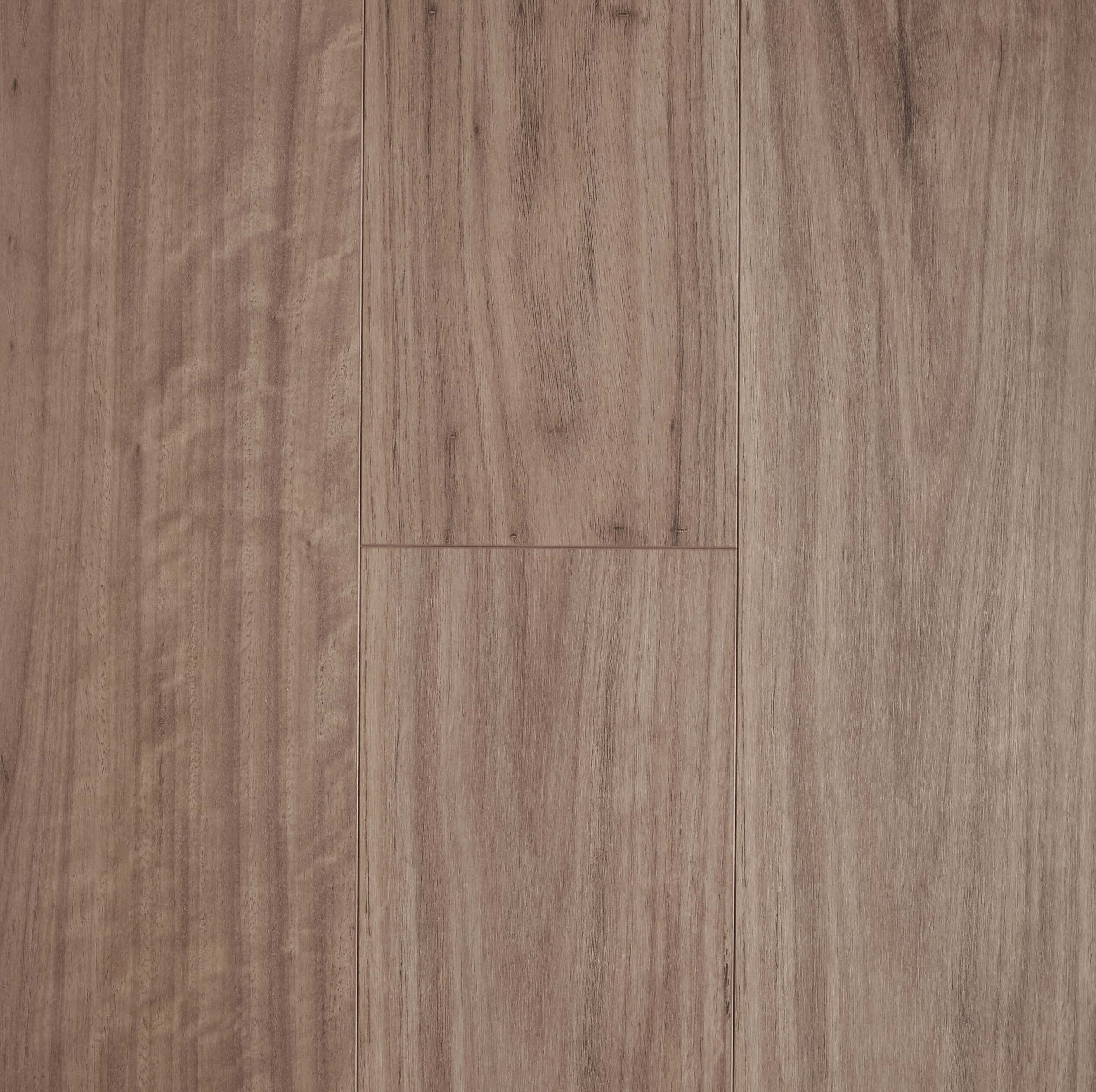Blackbutt