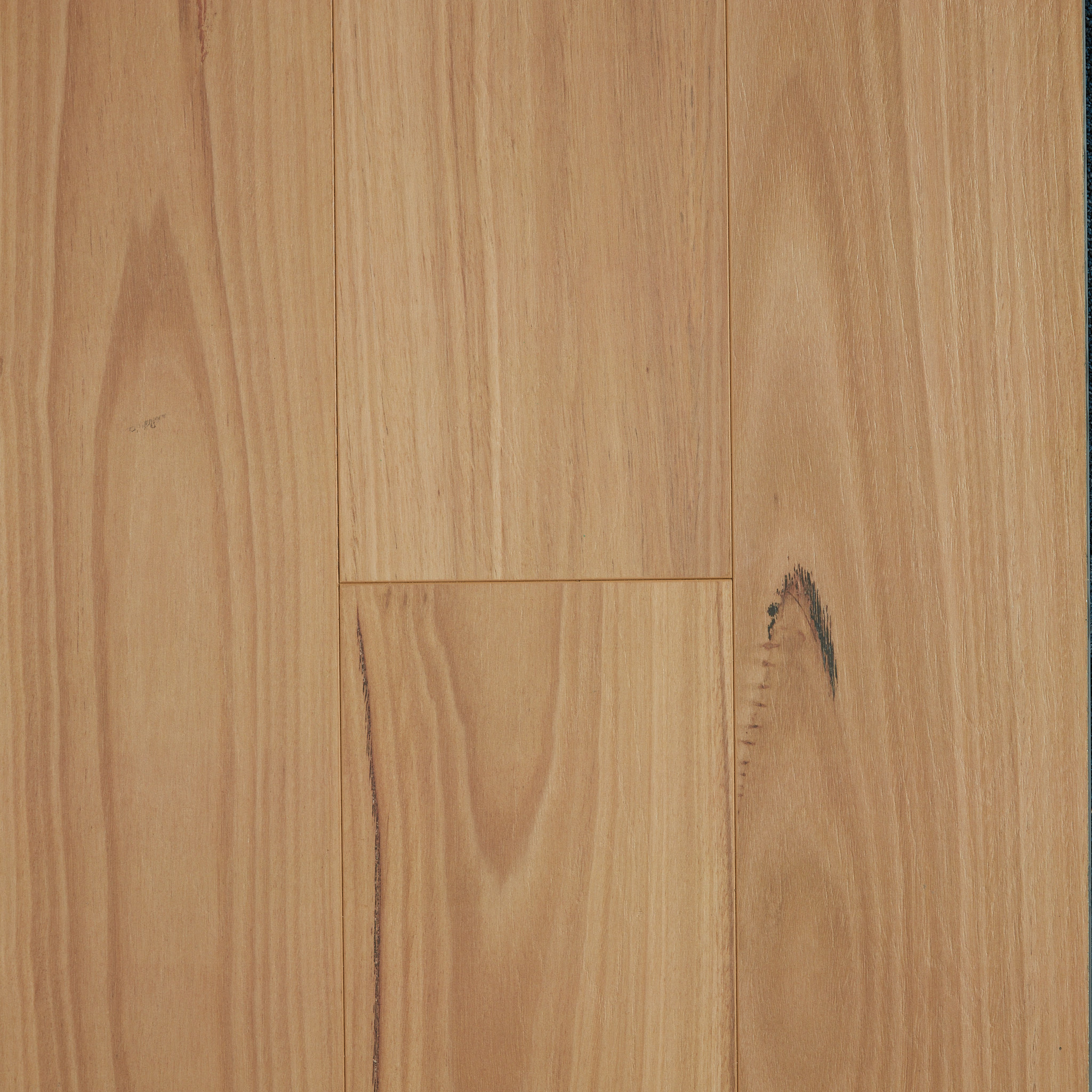 Blackbutt