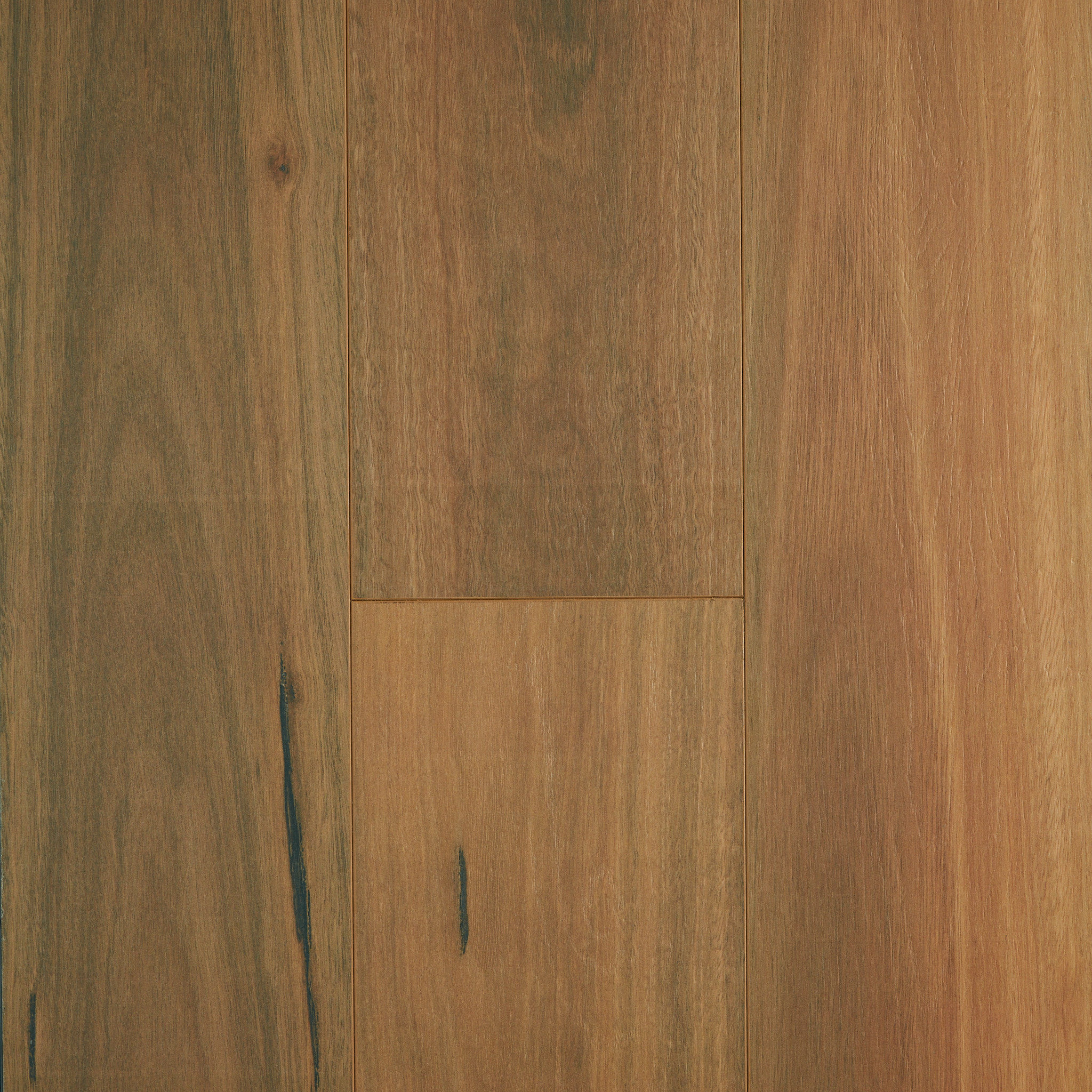 Spotted Gum