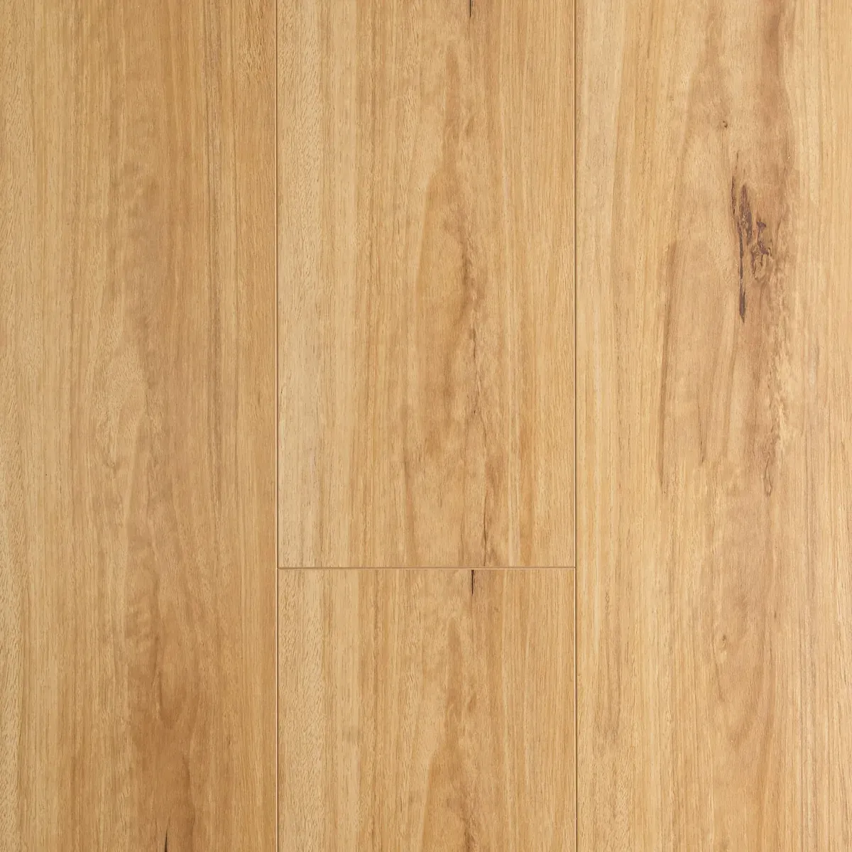 Blackbutt