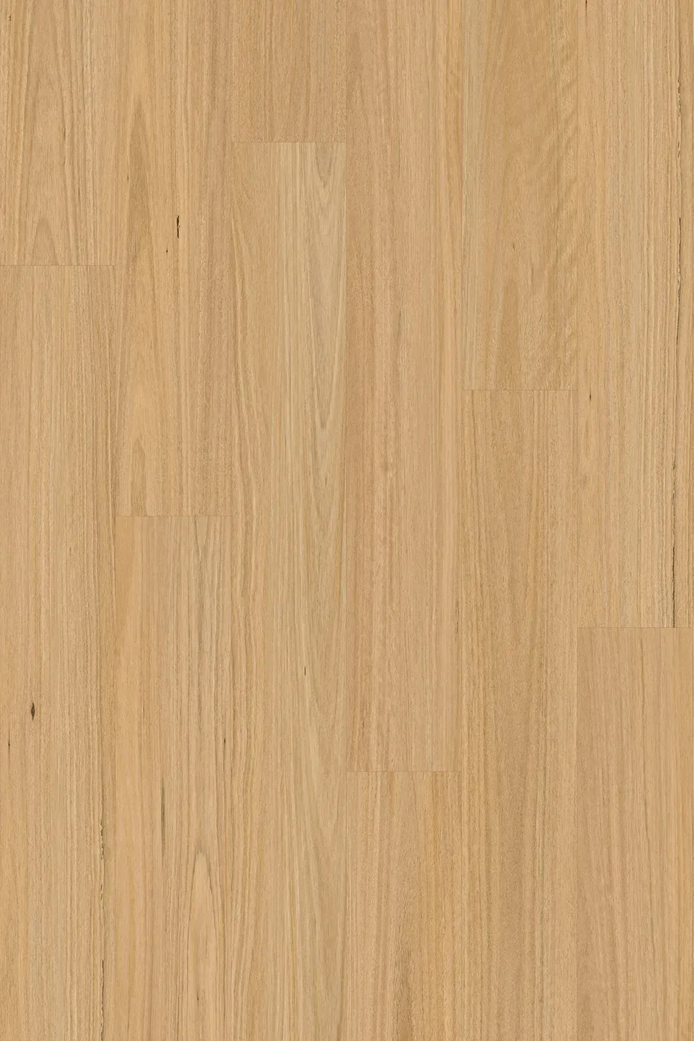 Blackbutt