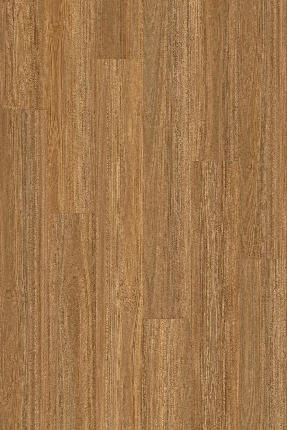 Spotted Gum