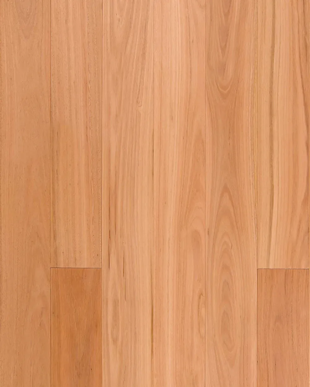 Blackbutt
