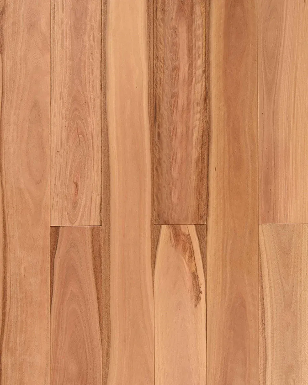 Pacific Blackbutt
