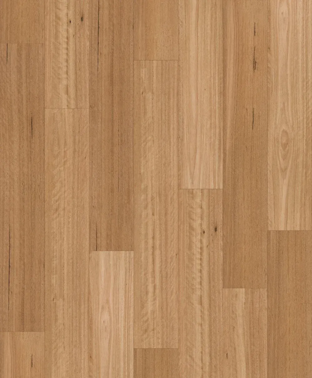 Silky Blackbutt Straight