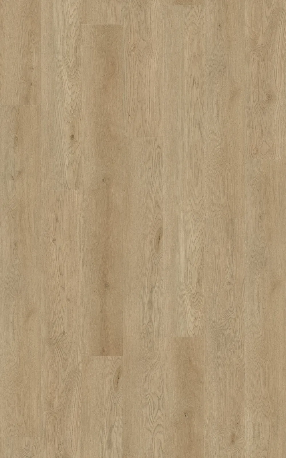 Century Oak Straight