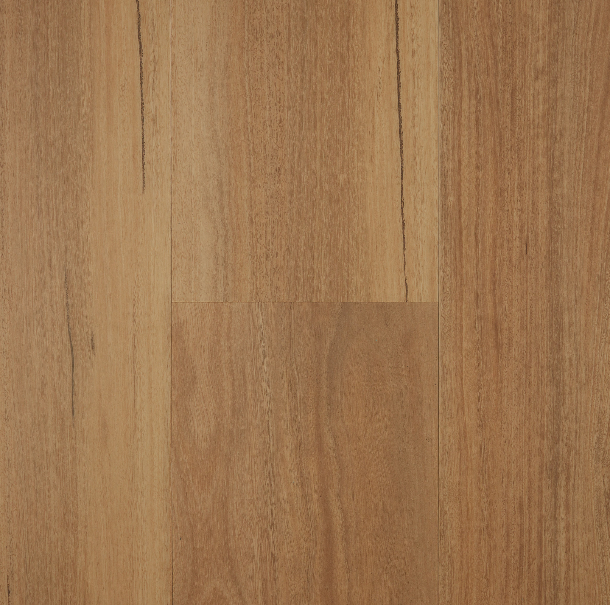 Coastal Spotted Gum