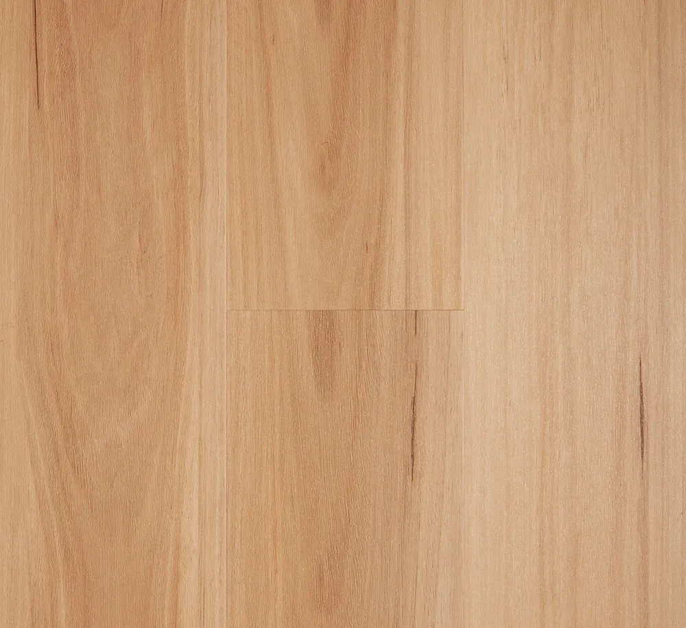Blackbutt